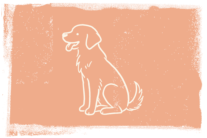 Pet-friendly lodging on Fort Myers Beach