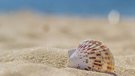 Shelling Around Fort Myers Beach